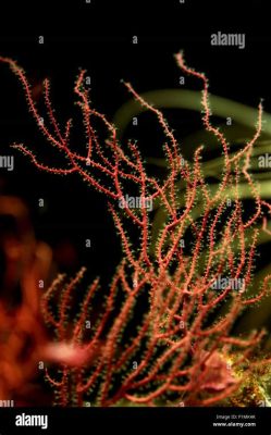  Red Gorgonian!  A Striking Colonial Animal That Blooms Like A Flower Under The Sea