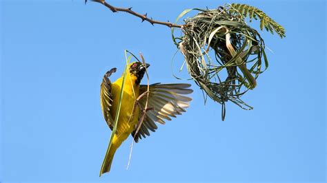  シジュウカラ、木の上で歌い、巣作り上手！