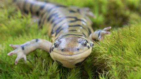  タイマイ、水辺で暮らす神秘的な変身能力を持つ両生類！